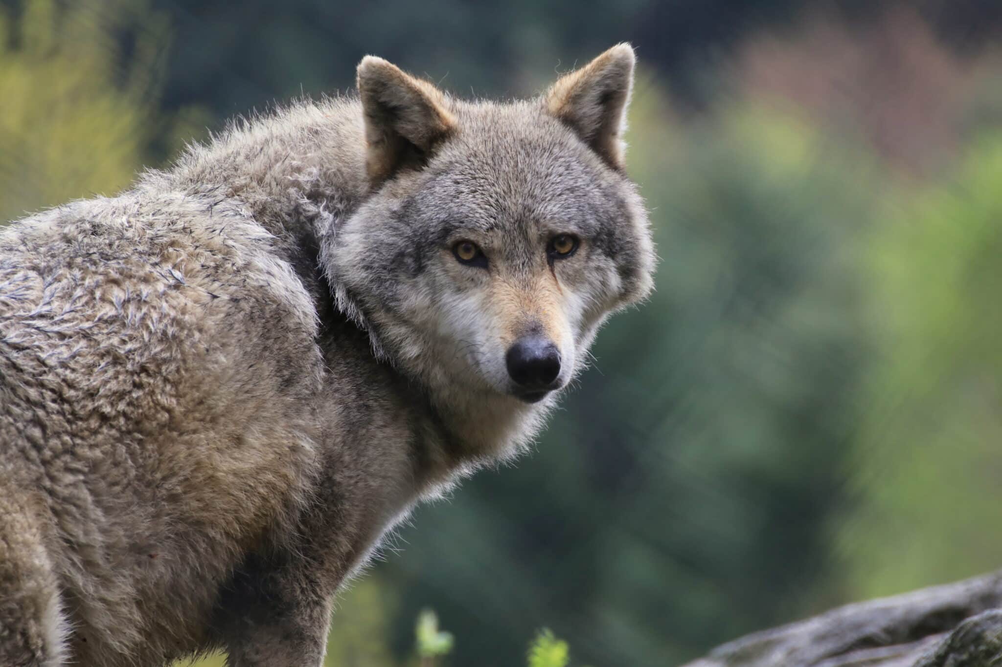 Loup gris européen - Chabrières